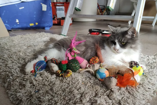 6 DIY Fun Fleece Toys for Cats To Make At Home Today
