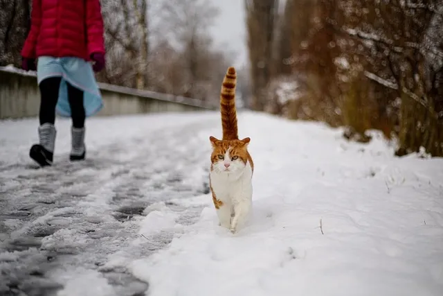 Why Does My Cat Follow Me Everywhere? 6 Vet-Reviewed Reasons for This Behavior