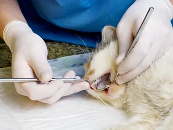 How Much Does Cat Teeth Cleaning Cost? 2026 Update