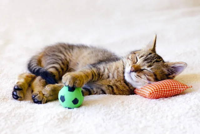 How Many Hours Do Kittens Sleep? Early Habits & Behaviors Explained (Vet-Verified Info)