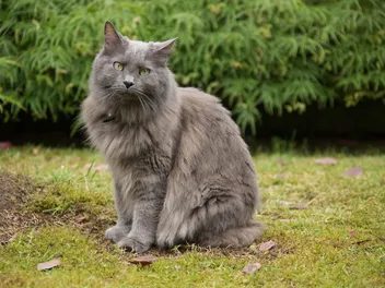 Nebelung Cat Breed Info: Pictures, Traits & Facts