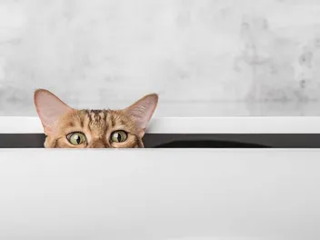 Why Do Cats Like Squeezing into Tight Spaces? 7 Vet-Reviewed Reasons