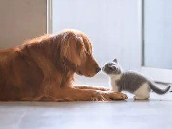How to Introduce a Hyper Dog to a Kitten: Vet-Reviewed Step-by-Step Guide