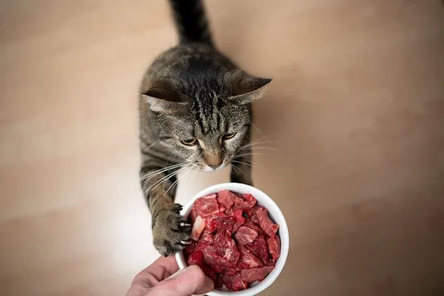 Transitioning Your Cat to Raw Food: 5 Crucial Tips