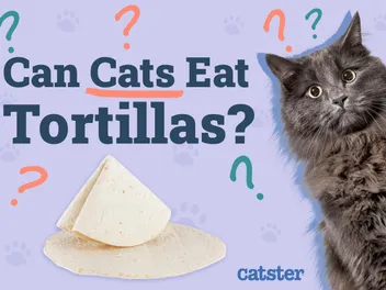 Can Cats Eat Tortillas? Vet-Reviewed Diet Facts & FAQ