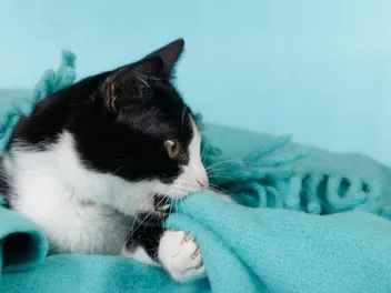Pica in Cats: Vet-Verified Signs, Causes & Tips for Managing This Eating Disorder