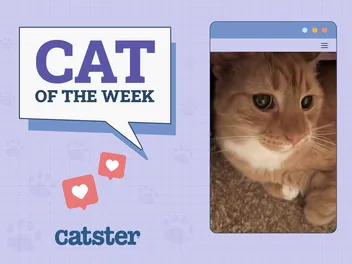 Catster Photo Contest: Cats of the Week Winners (Jan 30, 2025)