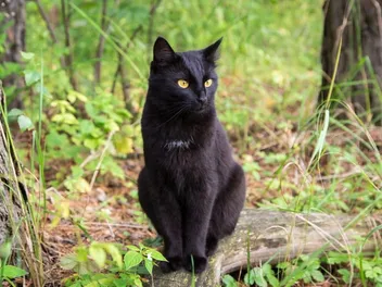 73 Adorable Bombay Cat Names - Unique & Fun ideas