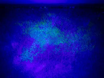 Does Cat Pee Glow Under a Black Light? Science-Based Facts & Tips