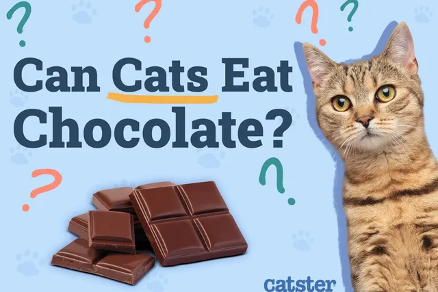 Can Cats Eat Chocolate? Vet-Verified Facts & Safety Guide