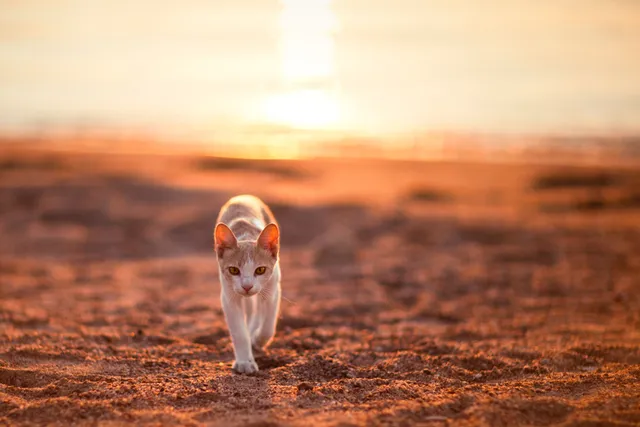 6 Great Activities for Cats at the Beach & Vet-Reviewed Tips (With Pictures)