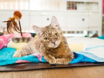 Why Is My Cat So Clumsy? Cerebellar Hypoplasia Explained (Vet Answer)