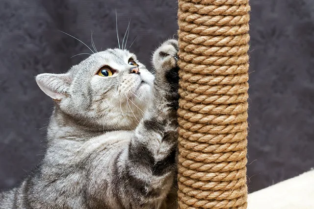 What's the Best Material for a Cat Scratching Post? Vet-Approved Tips & Tricks