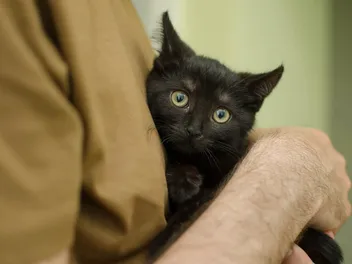 How to Tell if Your Cat Has Separation Anxiety: 8 Vet-Reviewed Signs to Look For