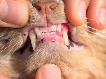 Why Are My Cat’s Gums Red and Swollen? 8 Possible Reasons & What to Do