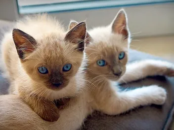 Siamese Kittens for Sale in Tennessee: Breeders List 2026