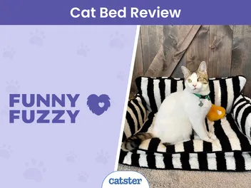 Funny Fuzzy Cat Sofa Bed Review 2026: Our Expert’s Opinion
