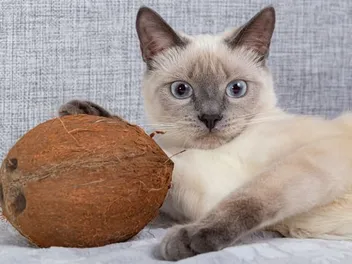 8 Health Benefits of Coconut Oil for Cats: Vet Approved Guide & Tips
