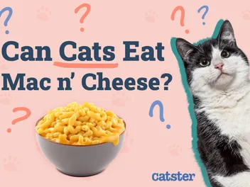 Can Cats Eat Mac & Cheese? Vet-Reviewed Info to Know!