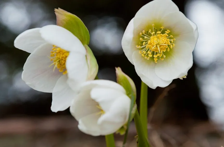 Christmas Rose flowers