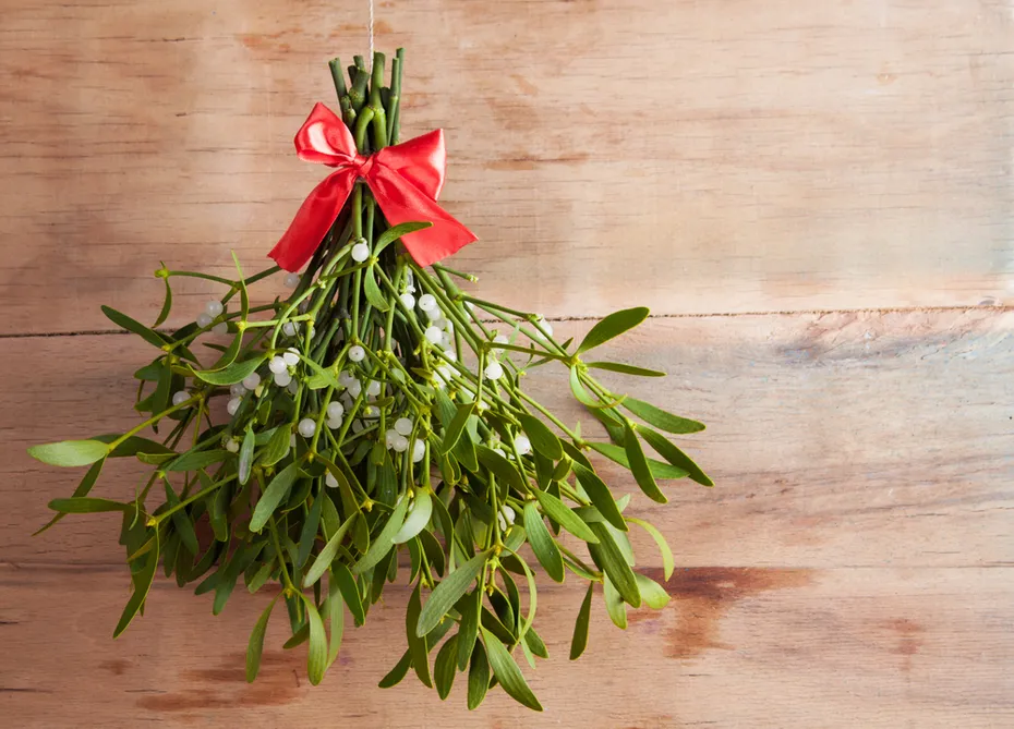 hanging mistletoe branches