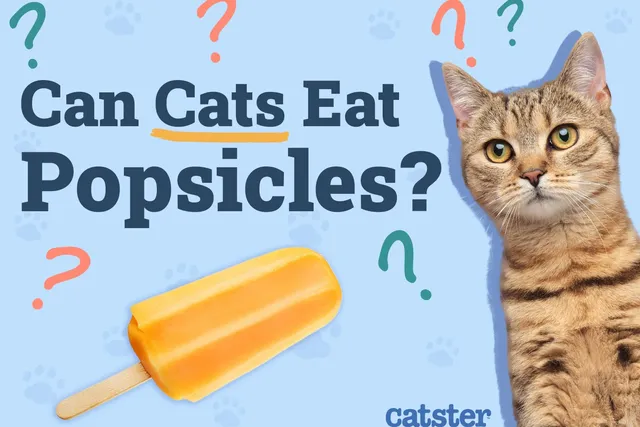 Can Cats Eat Popsicles? Vet-Reviewed Facts & FAQ