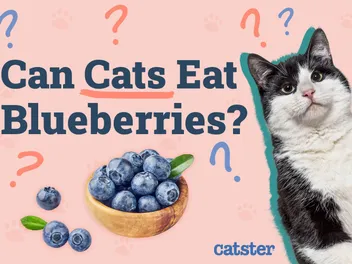 Can Cats Eat Blueberries? Our Vet Answers!