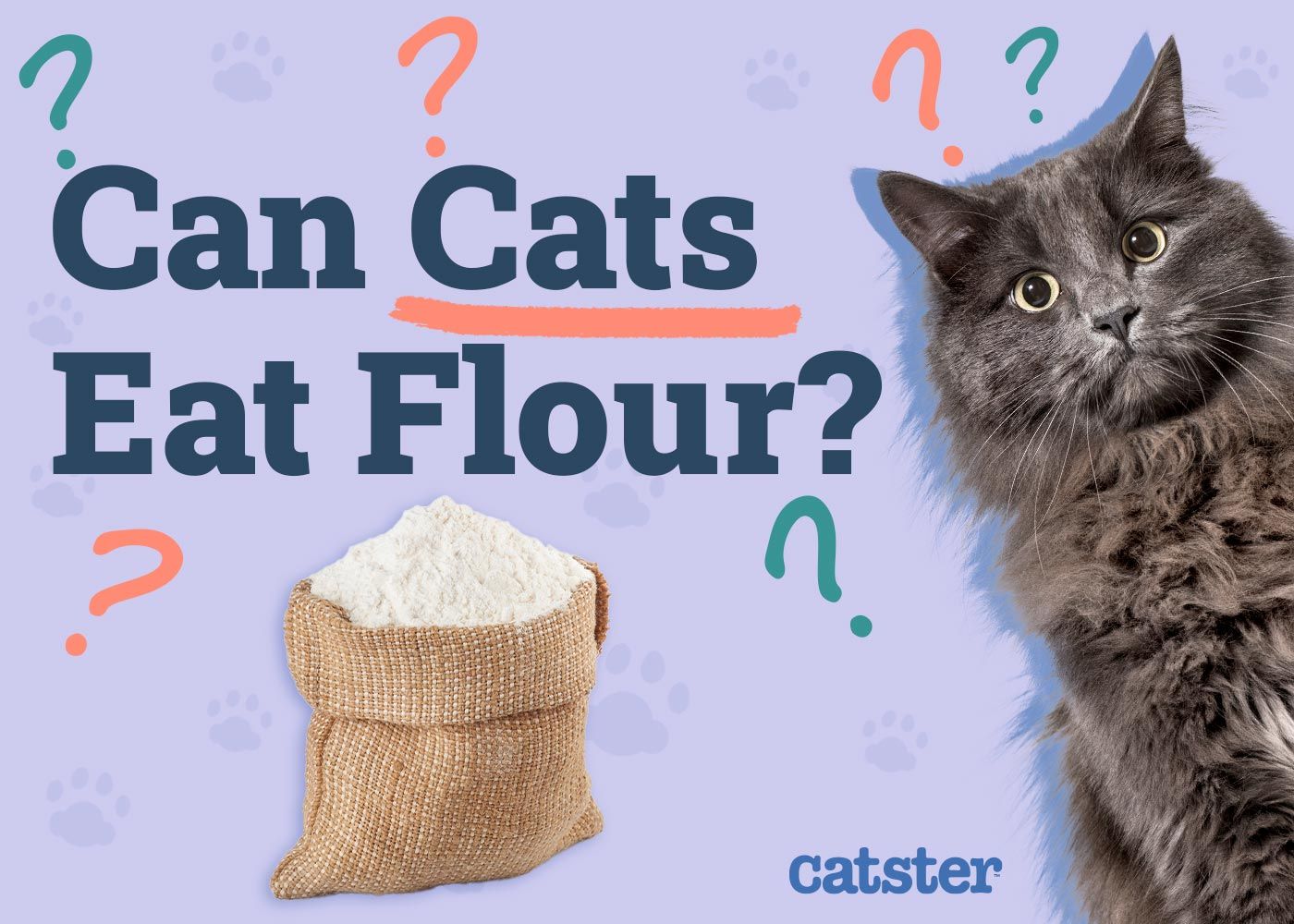 Can Cats Eat Flour