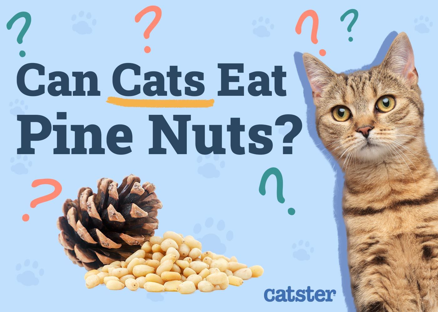 Can Cats Eat Pine Nuts