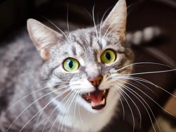 Why Do Cats Trill & What Does It Mean? Vet-Verified Feline Vocalization Facts