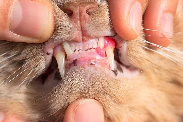 Can Cats Die from Tooth Resorption? Vet Reviewed Facts & FAQ