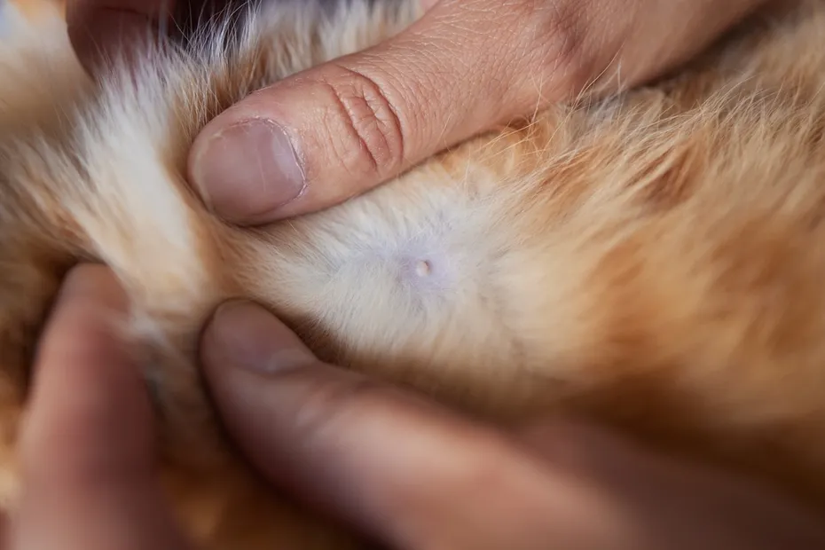 Nipple male cat