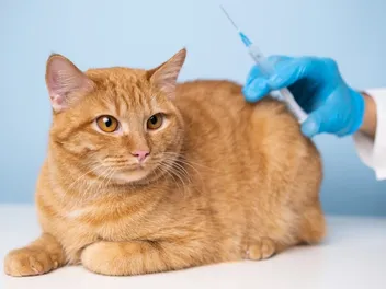 How Much Do Cat Vaccines Cost? 2026 Price Guide