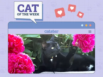 Catster Photo Contest: Cats of the Week Winners (August 21, 2025)