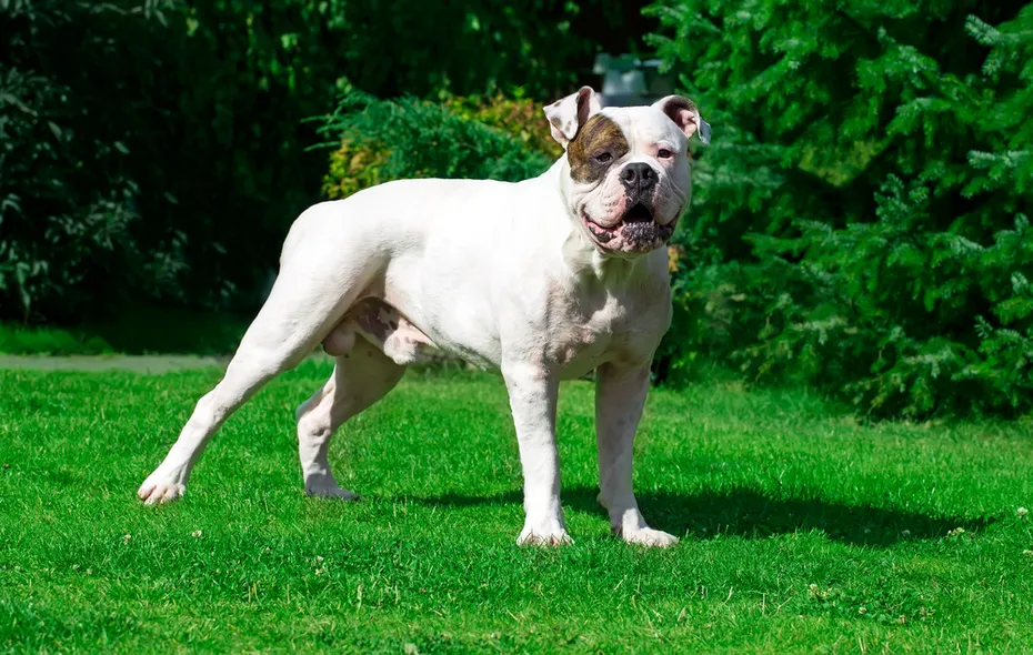 American bulldog on grass