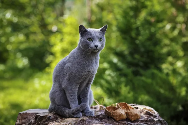 How Long Do Russian Blue Cats Live? Vet-Reviewed Lifespan & Care Tips