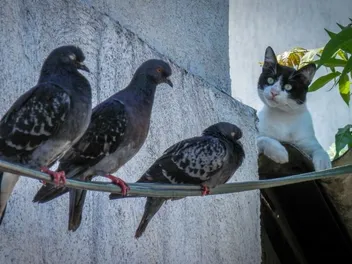 How Do Cats Hunt Birds? Everything You Need to Know!