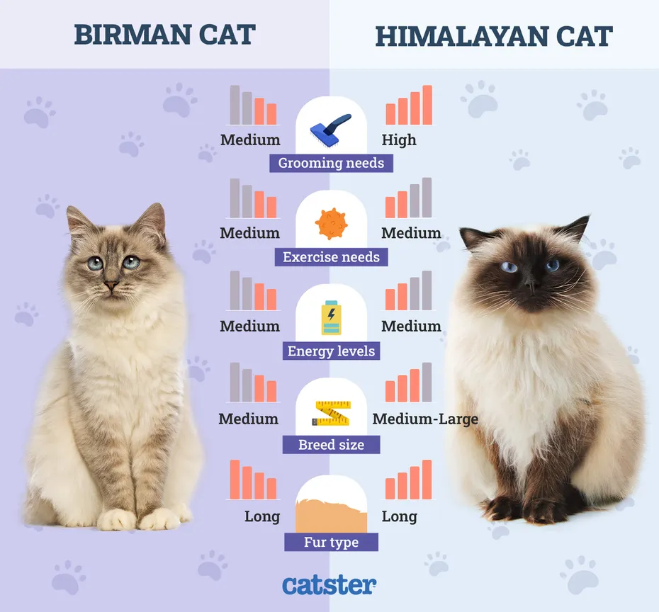 Catster_Side by Side Birman Cat vs Himalayan Cat