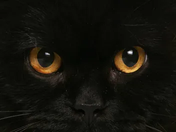 Black British Shorthair: Info, Pictures, Facts & History