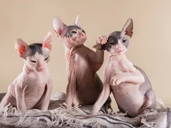 Sphynx Cats for Sale in Ohio: Breeders List 2026