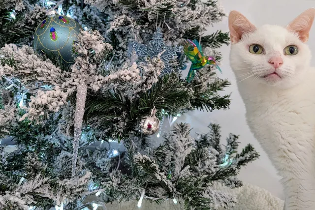 Have Yourself a Furry Little Christmas: Dr. Karyn Gift Wraps Her Cats