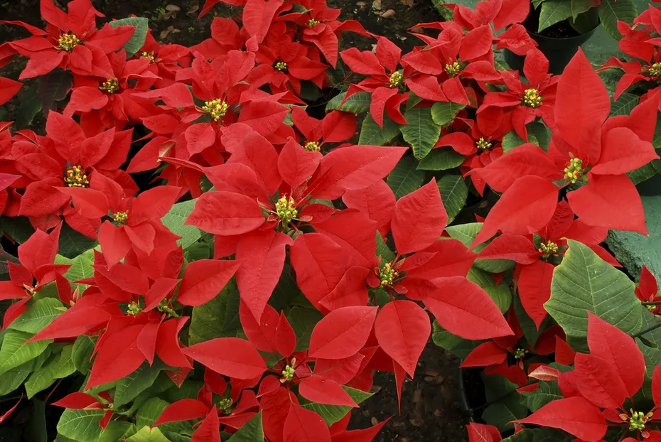 Poinsettia flowers at flower shop