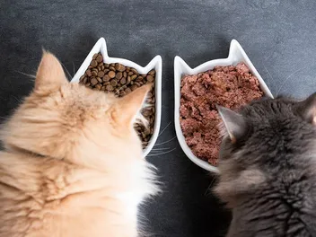 15 Best Wet Cat Foods in 2026: Canned, Soft, & Pâté Reviews (Vet-Recommended)