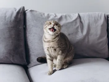 Why Is My Cat Suddenly Aggressive? Vet-Reviewed Reasons