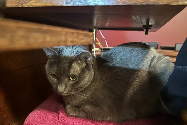 Why Cats Hide in Tiny Spaces: Olga Looks for Cover