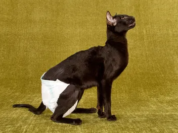 Pros & Cons of Using Cat Diapers: Is It Right for Your Cat? Vet-Reviewed Info