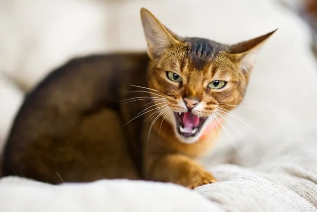 4 Angry Cat Sounds & Vet-Approved Tips on How to Calm Them