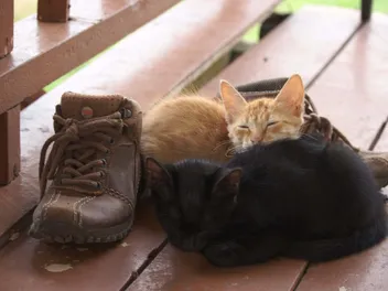 How to Get Cat Urine Out of Leather Boots: 4 Methods & Instructions