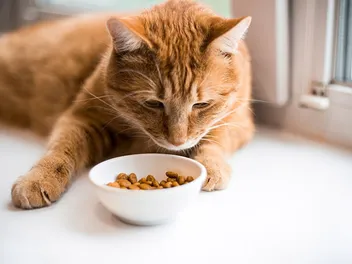 Is It a Cat Food Allergy or Intolerance? Our Vet Explains The Differences