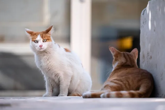 How Do I Calm a Feral Cat? 5 Steps That Can Help